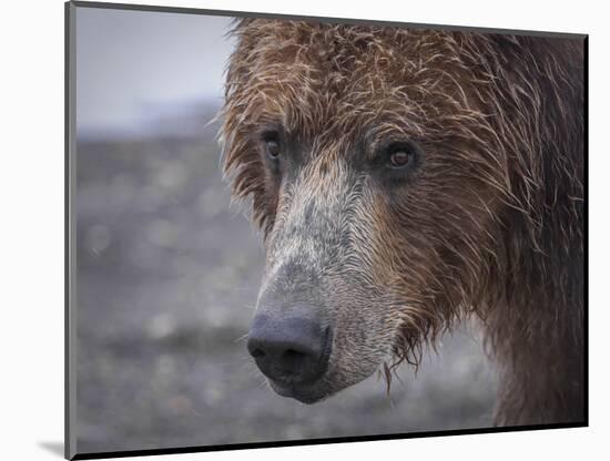 USA, Alaska, Katmai National Park, Hallo Bay. Coastal Brown Bear.-Frank Zurey-Mounted Photographic Print