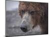 USA, Alaska, Katmai National Park, Hallo Bay. Coastal Brown Bear.-Frank Zurey-Mounted Photographic Print