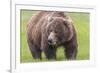 USA, Alaska, Katmai National Park, Hallo Bay. Coastal Brown Bear.-Frank Zurey-Framed Photographic Print