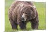 USA, Alaska, Katmai National Park, Hallo Bay. Coastal Brown Bear.-Frank Zurey-Mounted Photographic Print