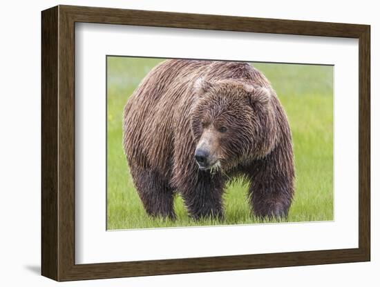 USA, Alaska, Katmai National Park, Hallo Bay. Coastal Brown Bear.-Frank Zurey-Framed Photographic Print