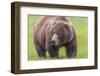 USA, Alaska, Katmai National Park, Hallo Bay. Coastal Brown Bear.-Frank Zurey-Framed Photographic Print