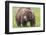 USA, Alaska, Katmai National Park, Hallo Bay. Coastal Brown Bear.-Frank Zurey-Framed Photographic Print