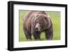 USA, Alaska, Katmai National Park, Hallo Bay. Coastal Brown Bear.-Frank Zurey-Framed Photographic Print