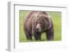 USA, Alaska, Katmai National Park, Hallo Bay. Coastal Brown Bear.-Frank Zurey-Framed Photographic Print