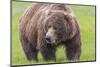 USA, Alaska, Katmai National Park, Hallo Bay. Coastal Brown Bear.-Frank Zurey-Mounted Photographic Print