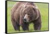 USA, Alaska, Katmai National Park, Hallo Bay. Coastal Brown Bear.-Frank Zurey-Framed Stretched Canvas