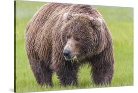 USA, Alaska, Katmai National Park, Hallo Bay. Coastal Brown Bear.-Frank Zurey-Stretched Canvas