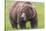 USA, Alaska, Katmai National Park, Hallo Bay. Coastal Brown Bear.-Frank Zurey-Stretched Canvas