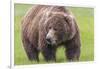 USA, Alaska, Katmai National Park, Hallo Bay. Coastal Brown Bear.-Frank Zurey-Framed Photographic Print