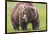 USA, Alaska, Katmai National Park, Hallo Bay. Coastal Brown Bear.-Frank Zurey-Framed Photographic Print