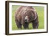 USA, Alaska, Katmai National Park, Hallo Bay. Coastal Brown Bear.-Frank Zurey-Framed Photographic Print