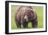 USA, Alaska, Katmai National Park, Hallo Bay. Coastal Brown Bear.-Frank Zurey-Framed Photographic Print