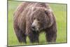 USA, Alaska, Katmai National Park, Hallo Bay. Coastal Brown Bear.-Frank Zurey-Mounted Photographic Print