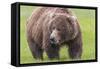 USA, Alaska, Katmai National Park, Hallo Bay. Coastal Brown Bear.-Frank Zurey-Framed Stretched Canvas