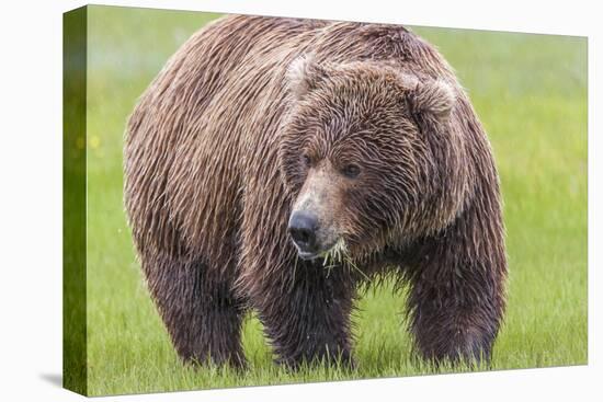 USA, Alaska, Katmai National Park, Hallo Bay. Coastal Brown Bear.-Frank Zurey-Stretched Canvas