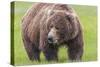 USA, Alaska, Katmai National Park, Hallo Bay. Coastal Brown Bear.-Frank Zurey-Stretched Canvas