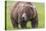 USA, Alaska, Katmai National Park, Hallo Bay. Coastal Brown Bear.-Frank Zurey-Stretched Canvas