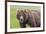 USA, Alaska, Katmai National Park, Hallo Bay. Coastal Brown Bear.-Frank Zurey-Framed Premium Photographic Print