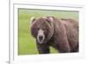 USA, Alaska, Katmai National Park, Hallo Bay. Coastal Brown Bear.-Frank Zurey-Framed Premium Photographic Print