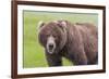 USA, Alaska, Katmai National Park, Hallo Bay. Coastal Brown Bear.-Frank Zurey-Framed Premium Photographic Print