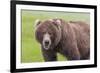 USA, Alaska, Katmai National Park, Hallo Bay. Coastal Brown Bear.-Frank Zurey-Framed Premium Photographic Print