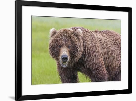 USA, Alaska, Katmai National Park, Hallo Bay. Coastal Brown Bear.-Frank Zurey-Framed Premium Photographic Print