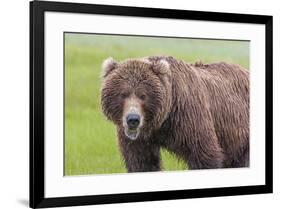 USA, Alaska, Katmai National Park, Hallo Bay. Coastal Brown Bear.-Frank Zurey-Framed Premium Photographic Print