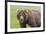 USA, Alaska, Katmai National Park, Hallo Bay. Coastal Brown Bear.-Frank Zurey-Framed Premium Photographic Print