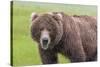 USA, Alaska, Katmai National Park, Hallo Bay. Coastal Brown Bear.-Frank Zurey-Stretched Canvas