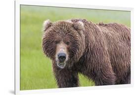 USA, Alaska, Katmai National Park, Hallo Bay. Coastal Brown Bear.-Frank Zurey-Framed Photographic Print