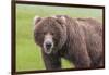 USA, Alaska, Katmai National Park, Hallo Bay. Coastal Brown Bear.-Frank Zurey-Framed Photographic Print