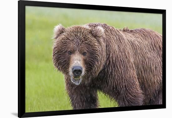 USA, Alaska, Katmai National Park, Hallo Bay. Coastal Brown Bear.-Frank Zurey-Framed Photographic Print