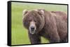 USA, Alaska, Katmai National Park, Hallo Bay. Coastal Brown Bear.-Frank Zurey-Framed Stretched Canvas