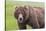 USA, Alaska, Katmai National Park, Hallo Bay. Coastal Brown Bear.-Frank Zurey-Stretched Canvas