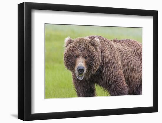 USA, Alaska, Katmai National Park, Hallo Bay. Coastal Brown Bear.-Frank Zurey-Framed Photographic Print