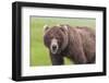 USA, Alaska, Katmai National Park, Hallo Bay. Coastal Brown Bear.-Frank Zurey-Framed Photographic Print