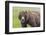 USA, Alaska, Katmai National Park, Hallo Bay. Coastal Brown Bear.-Frank Zurey-Framed Photographic Print