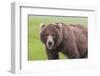 USA, Alaska, Katmai National Park, Hallo Bay. Coastal Brown Bear.-Frank Zurey-Framed Photographic Print