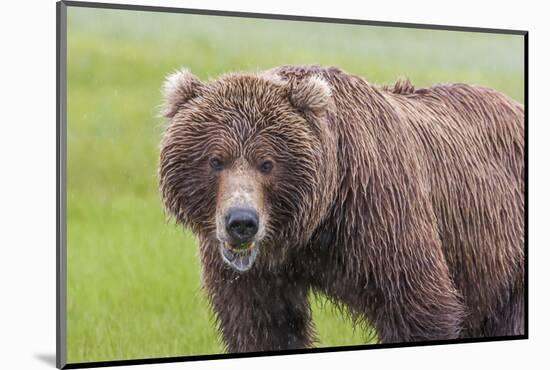 USA, Alaska, Katmai National Park, Hallo Bay. Coastal Brown Bear.-Frank Zurey-Mounted Photographic Print