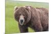 USA, Alaska, Katmai National Park, Hallo Bay. Coastal Brown Bear.-Frank Zurey-Mounted Photographic Print