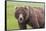 USA, Alaska, Katmai National Park, Hallo Bay. Coastal Brown Bear.-Frank Zurey-Framed Stretched Canvas