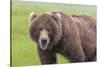 USA, Alaska, Katmai National Park, Hallo Bay. Coastal Brown Bear.-Frank Zurey-Stretched Canvas