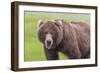 USA, Alaska, Katmai National Park, Hallo Bay. Coastal Brown Bear.-Frank Zurey-Framed Photographic Print