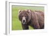 USA, Alaska, Katmai National Park, Hallo Bay. Coastal Brown Bear.-Frank Zurey-Framed Photographic Print