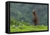 USA, Alaska, Katmai National Park, Hallo Bay. Coastal Brown Bear-Frank Zurey-Framed Stretched Canvas