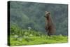 USA, Alaska, Katmai National Park, Hallo Bay. Coastal Brown Bear-Frank Zurey-Stretched Canvas