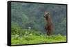 USA, Alaska, Katmai National Park, Hallo Bay. Coastal Brown Bear-Frank Zurey-Framed Stretched Canvas