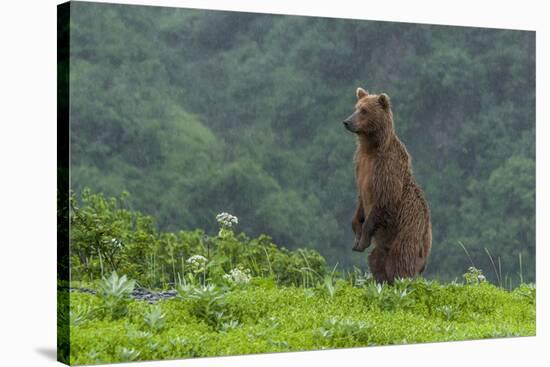 USA, Alaska, Katmai National Park, Hallo Bay. Coastal Brown Bear-Frank Zurey-Stretched Canvas