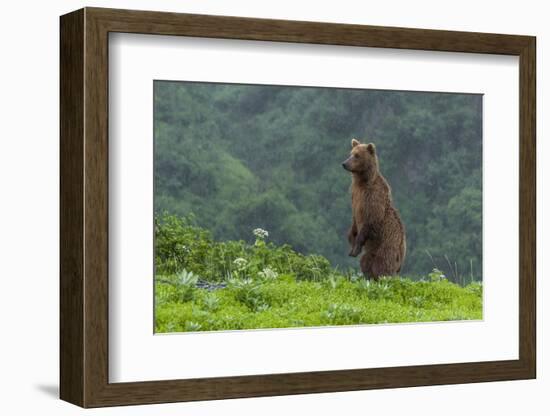 USA, Alaska, Katmai National Park, Hallo Bay. Coastal Brown Bear-Frank Zurey-Framed Photographic Print